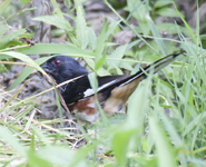 Eastern Towhee 9437